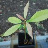 Persea americana